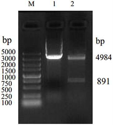 Preparation and Characterization of a New Monoclonal Antibody Specific Against Lawsonia intracellularis and Its Application in Indirect Immunofluorescence and Immunocytochemistry Assay